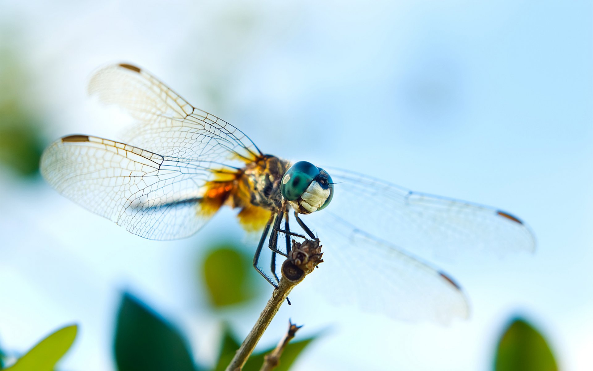 libellule ailes yeux brindille