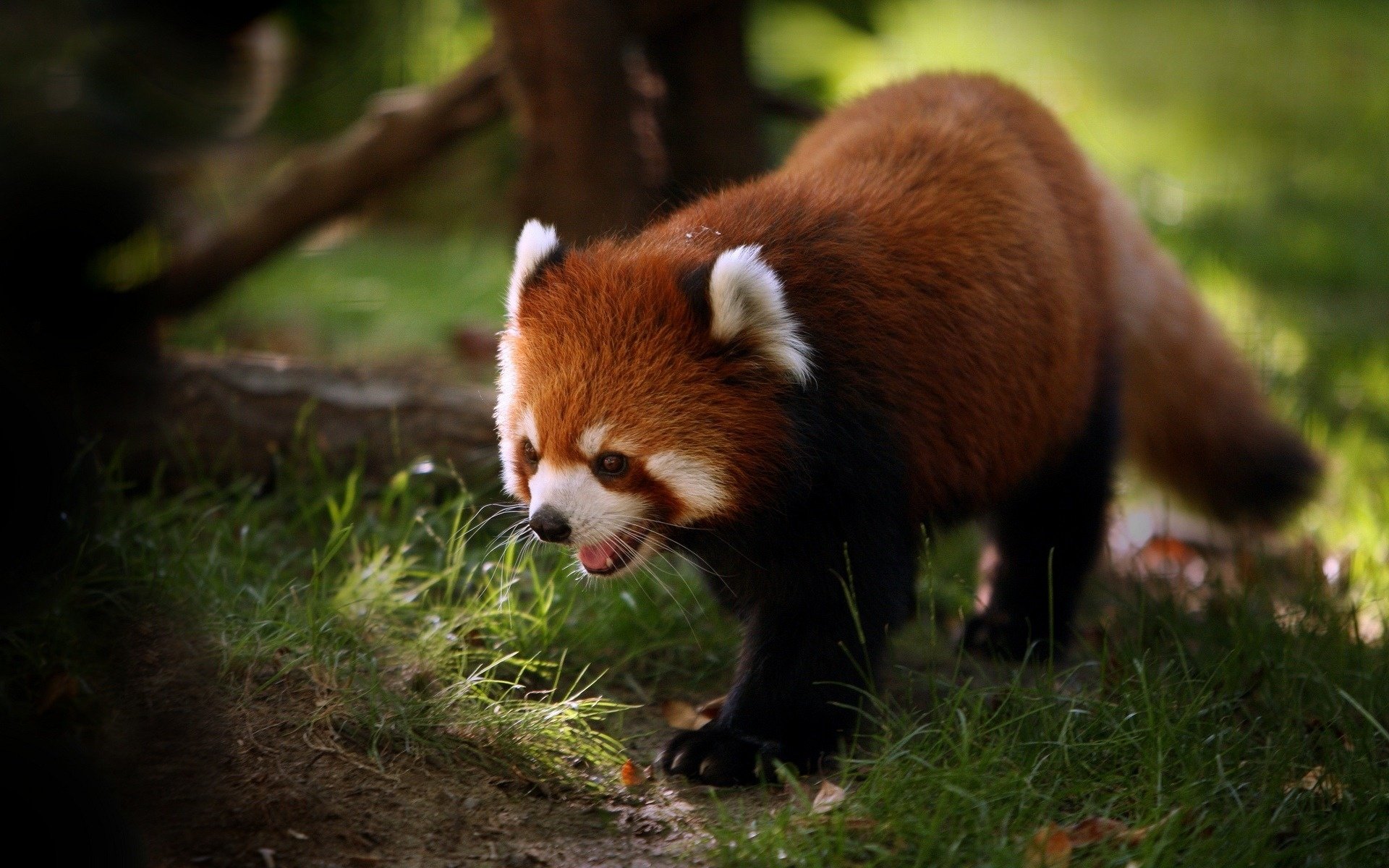 roter panda gras