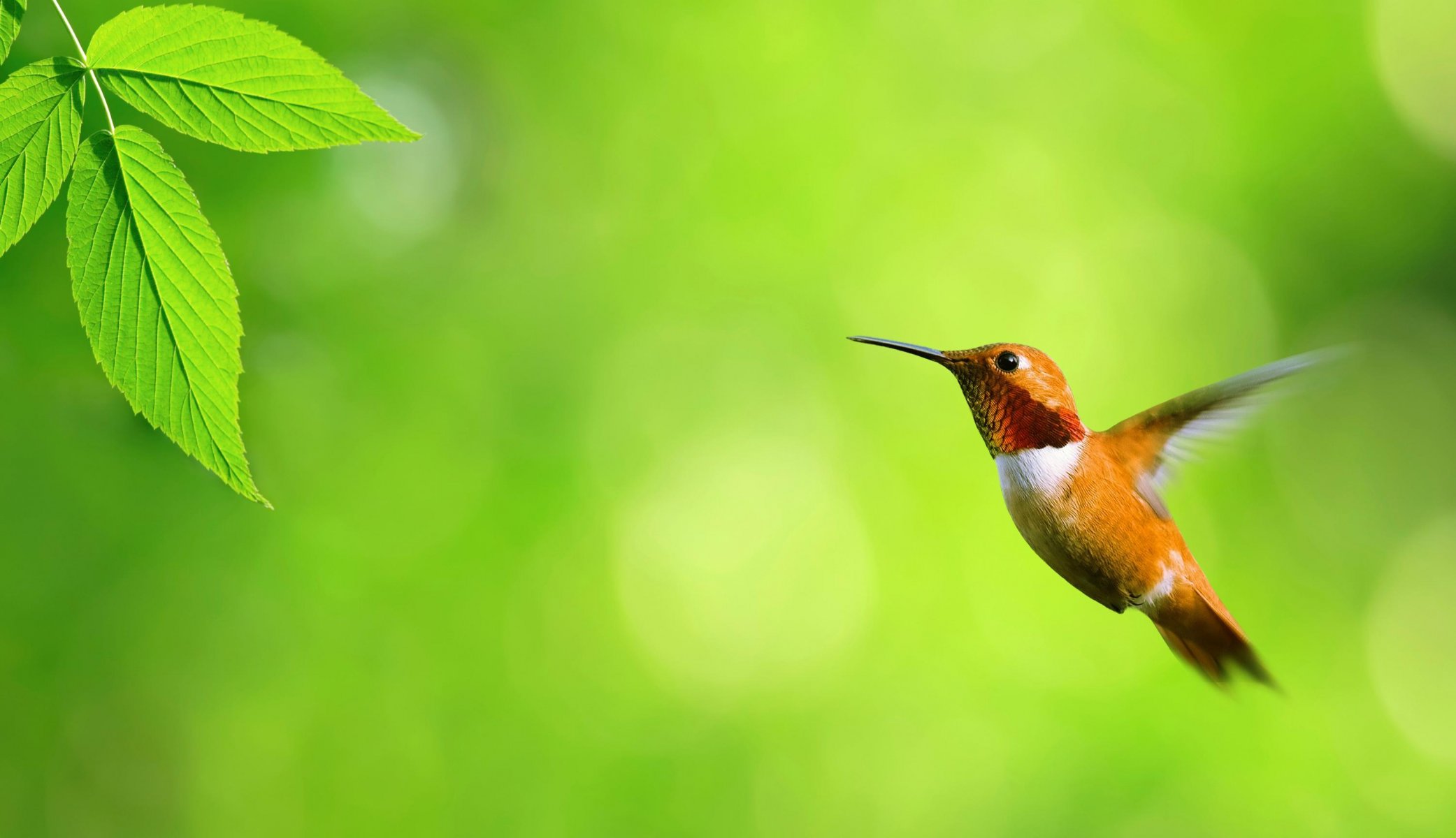 colibri feuille verdure vol