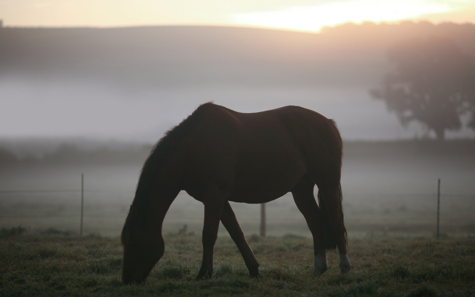 animals landscape horse horses the field pasture grass fog morning