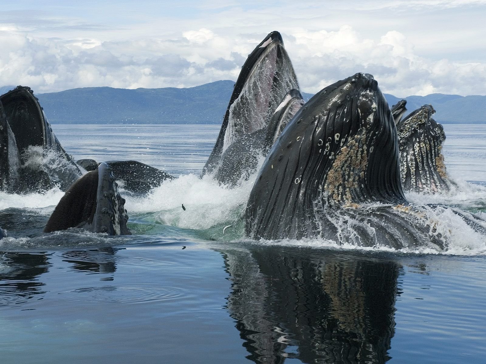 baleines mer animaux