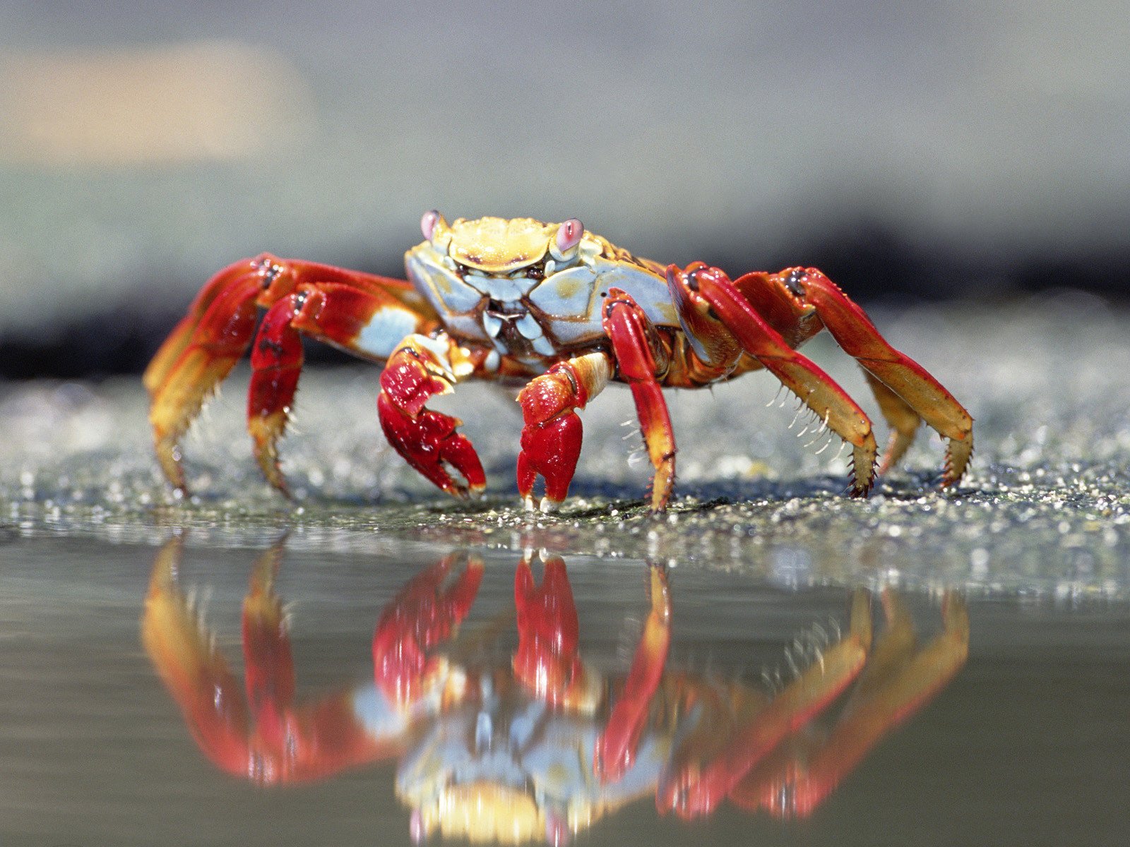 eau réflexion crabe