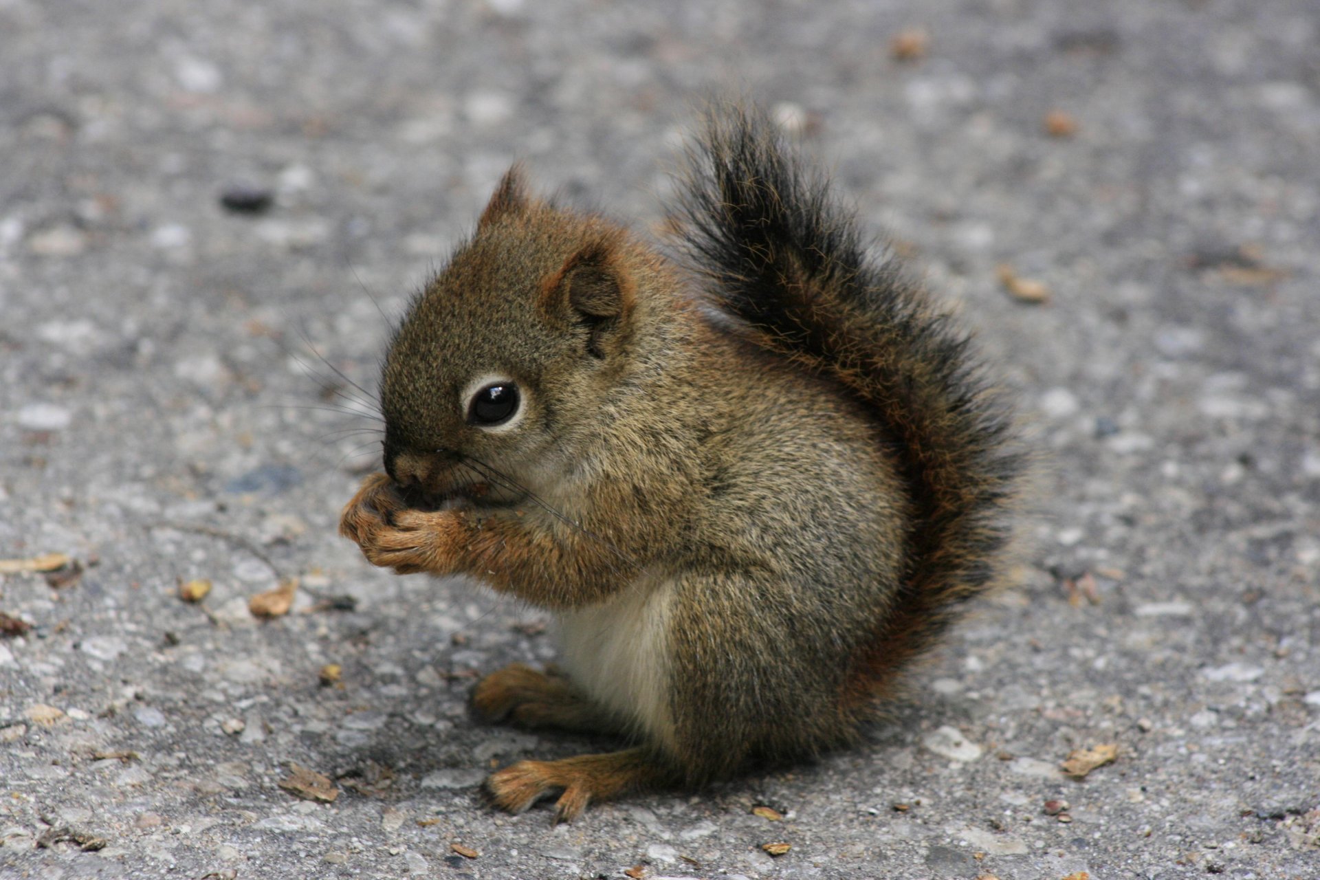 animal ardilla bebé