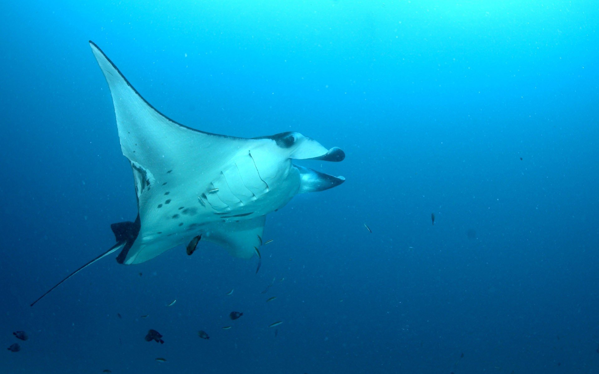 marine habitant profondeur