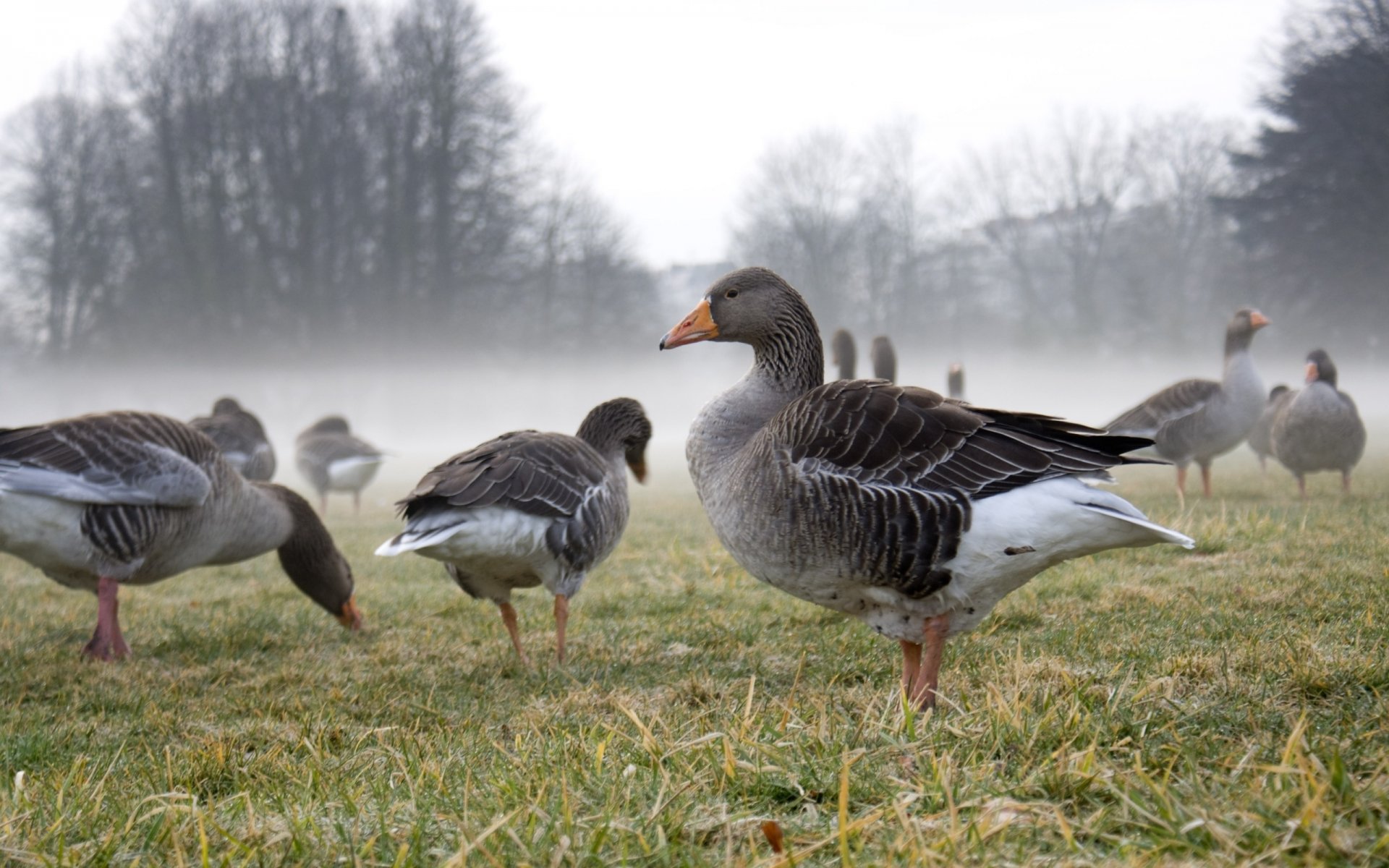 gänse nebel lichtung gras herbst bäume