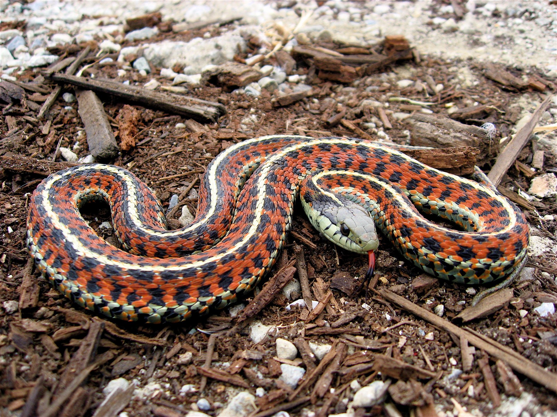 serpiente lengua liga de costa