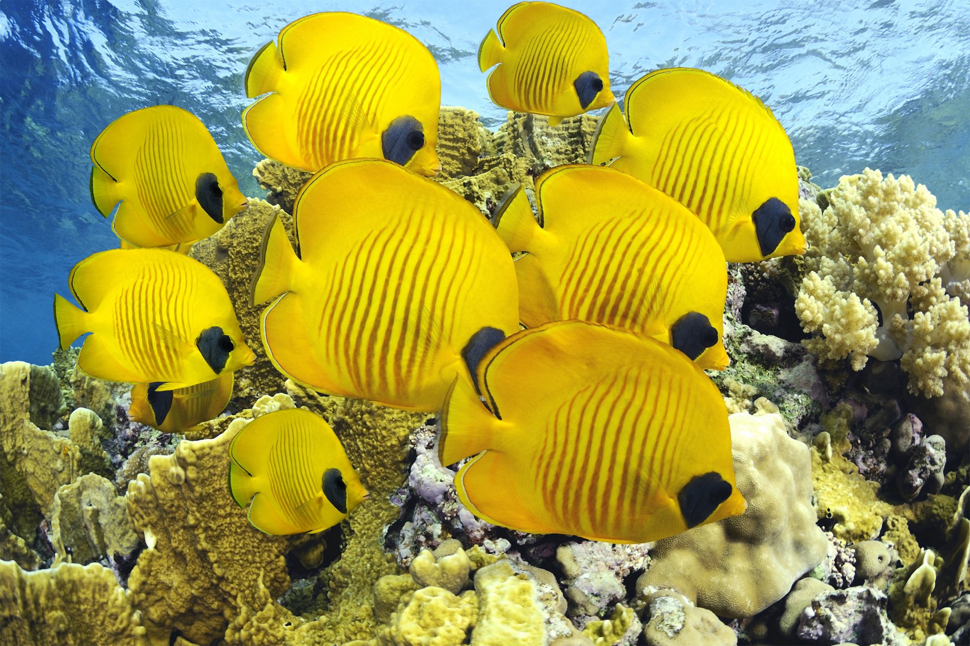 рыбы бабочки море океан дайвинг кораллы рыбки