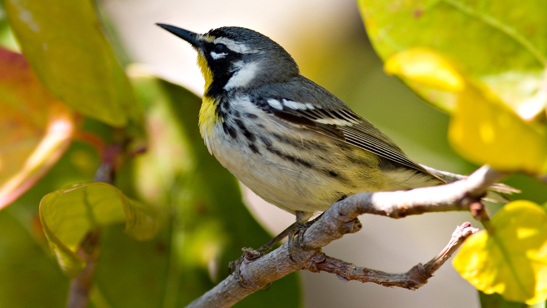 branche oiseau bec