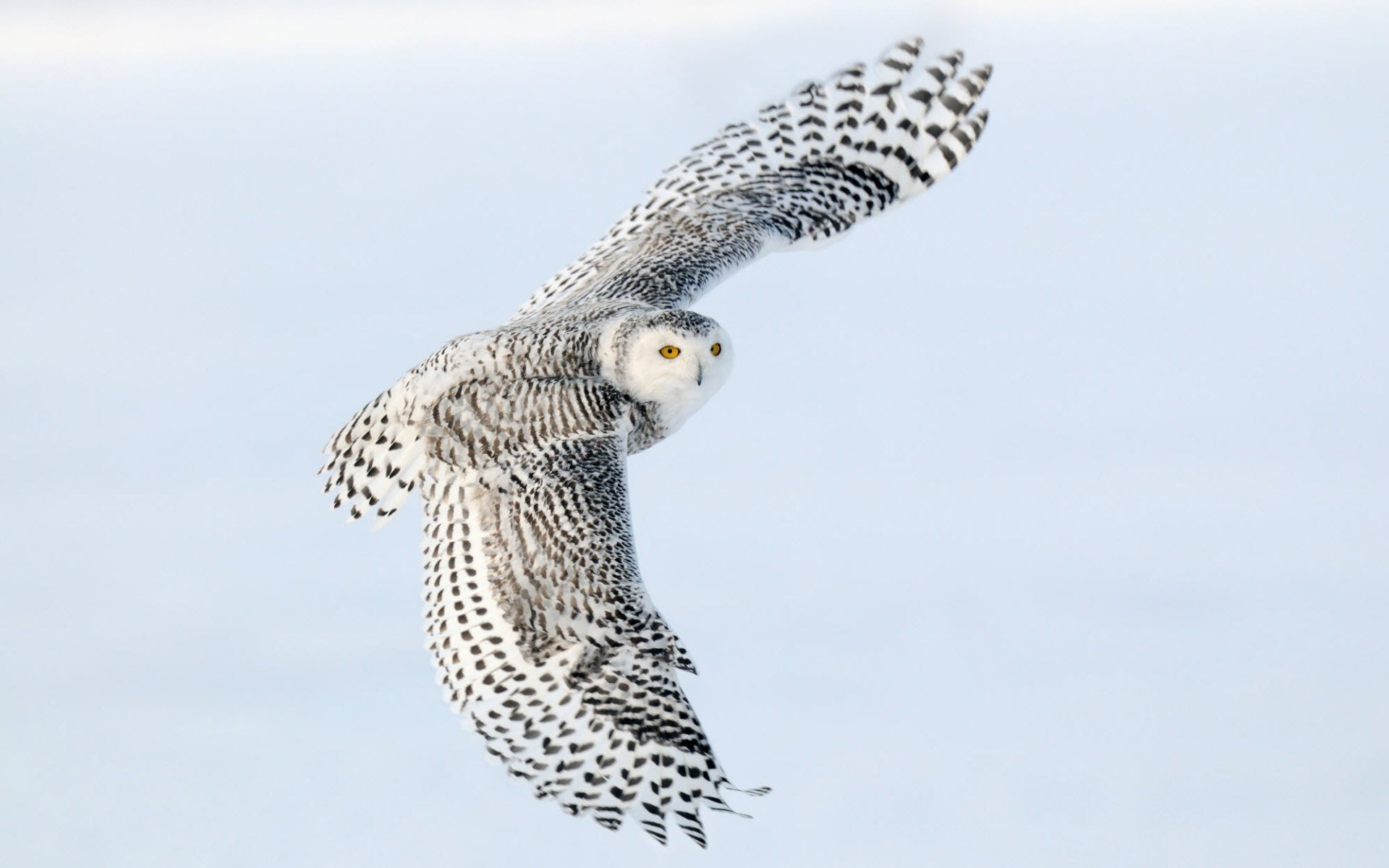 schneeeule flügel fliegen