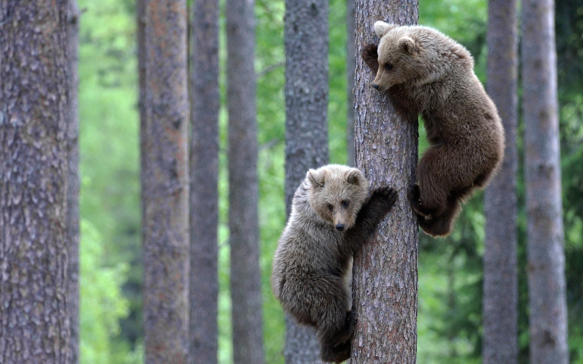 couple ours tronc arbre