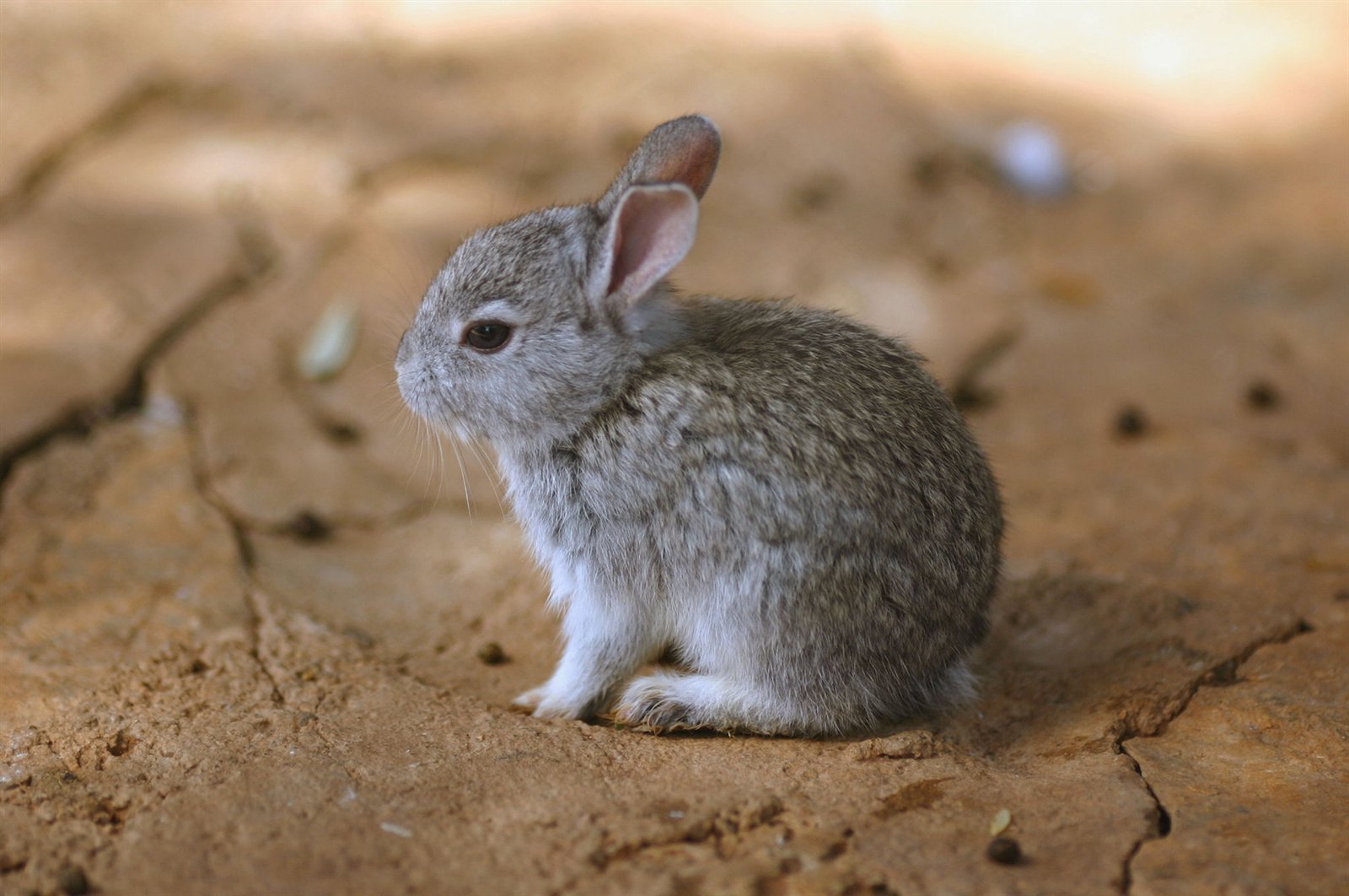 land hare grey blur