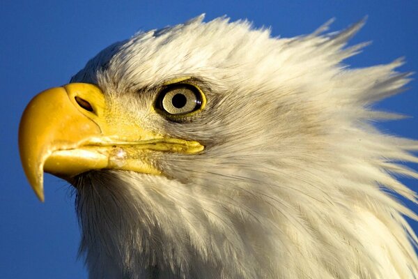 An eagle with a yellow beak is looking for prey