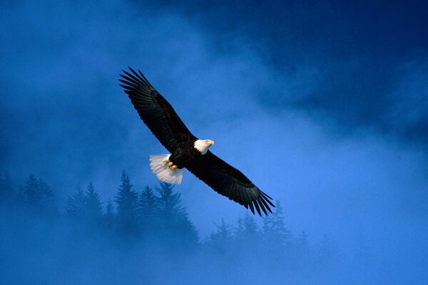 Freiflug eines Adlers am Himmel über Alaska