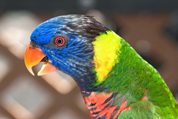 Un loro con diferentes colores se sienta