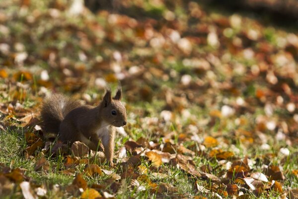 Das Eichhörnchen in den Blättern schaut zur Seite