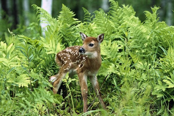 Pequeño ciervo en un helecho verde