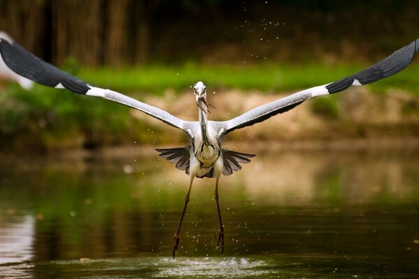 Stork caught a fish on the lake