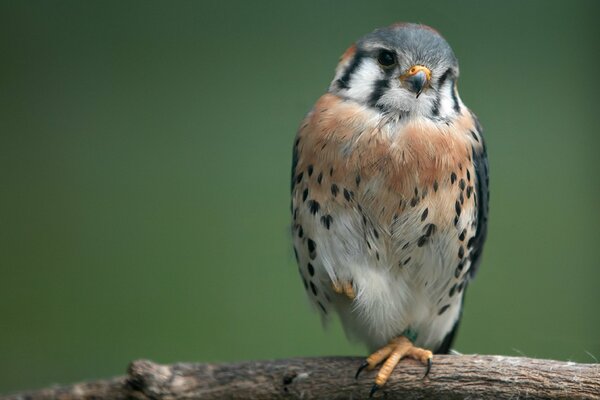 A bird on a branch with beautiful plumage