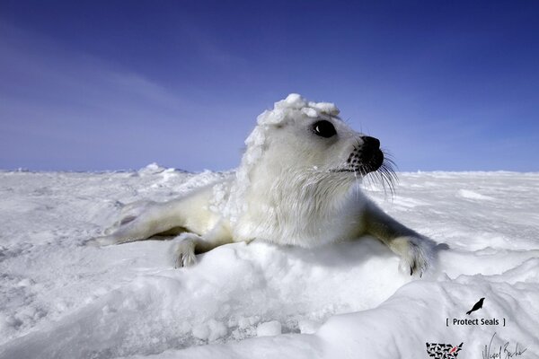 Cute navy seal is lying on the white snow
