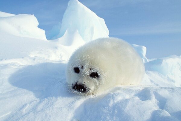 Pequeña foca blanca en la nieve