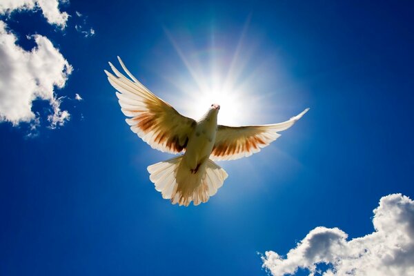 A white dove soaring in the sky