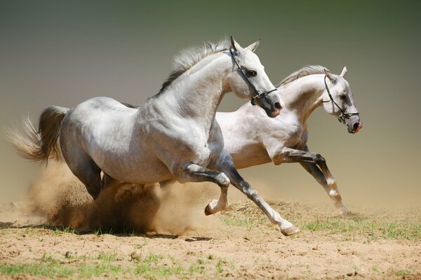 Les pauvres chevaux sautent vite