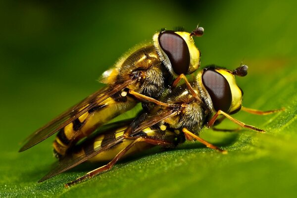 Two bees close-up on a green leaf