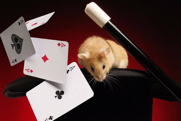 Souris montre la mise au point avec des cartes