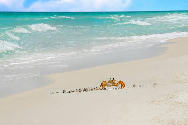 Crabe sur le sable blanc près de l océan bleu