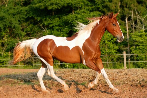 Cheval brun court sur le sol