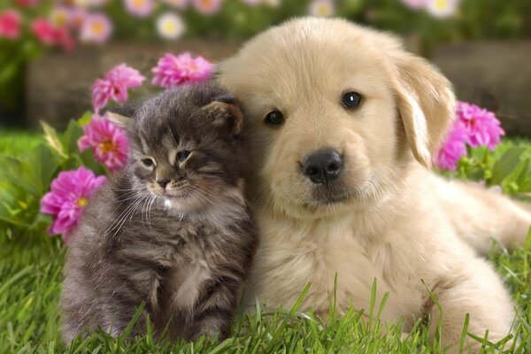 A puppy with a kitten on the grass with flowers