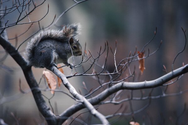Écureuil gris caché sur une branche d arbre