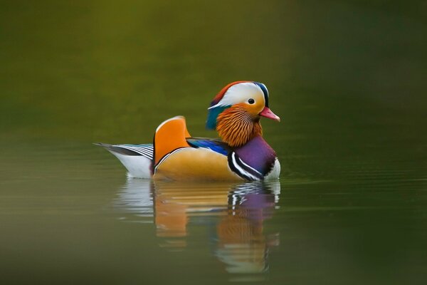 Canard inhabituel flottant dans la rivière