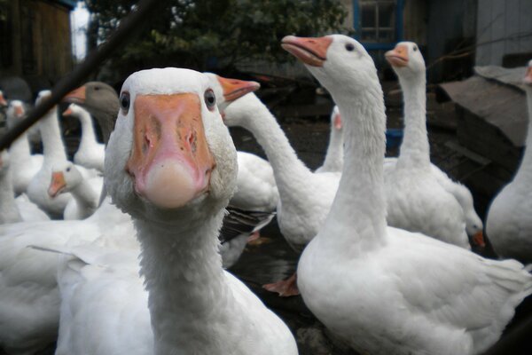 A flock of white geese is looking at the future in an interesting way