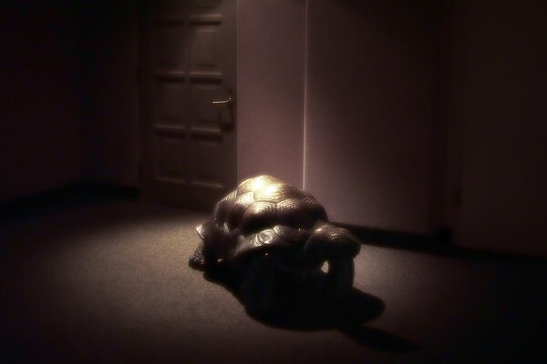 A turtle in a dark room against the background of a door