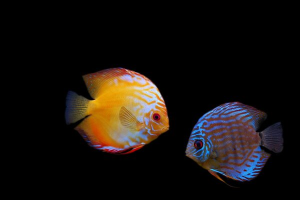 Deux beaux poissons dans l obscurité