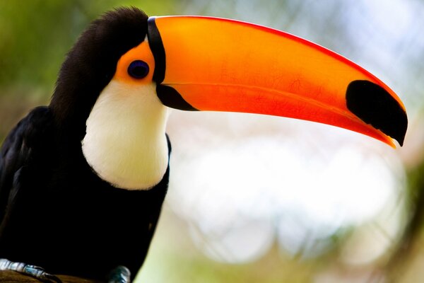 Oiseau cacatoès bec closeup