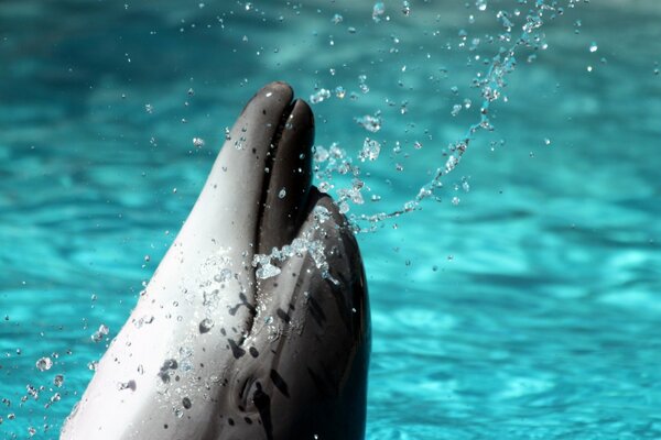 Delfino schizza in acqua, spruzzi