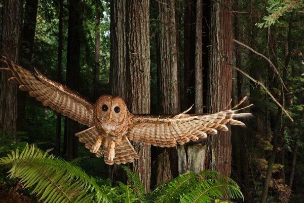 Búho volador en el bosque oscuro