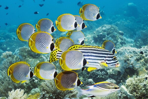 Weiß-gelbe Fische schwimmen im Wasser