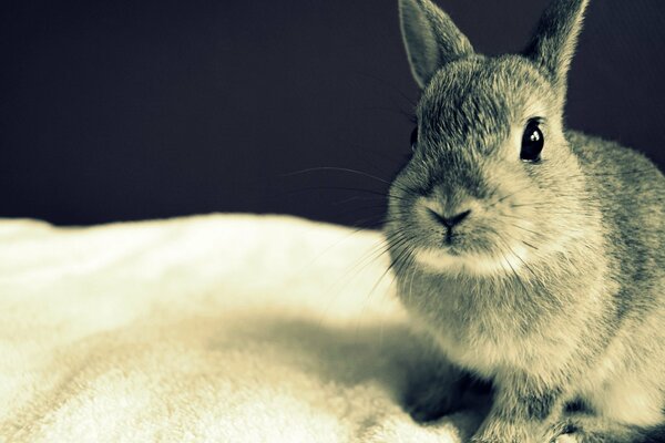 Rabbit on a blanket on a black background