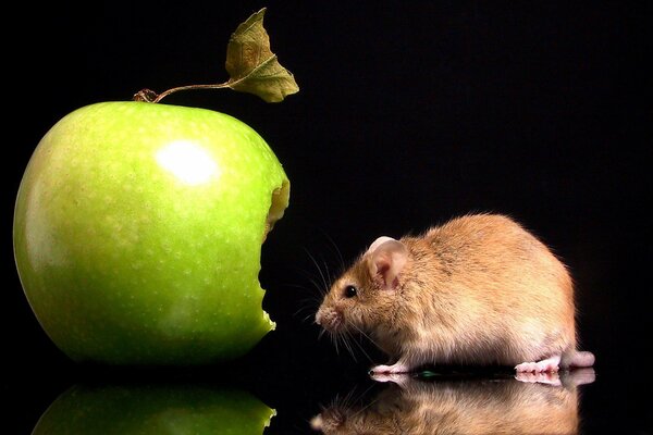 Mouse vicino a una mela mordace su sfondo nero