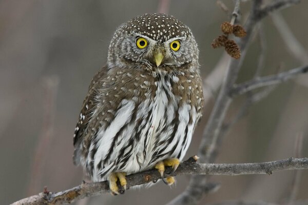 Überraschte Eule im Winterwald