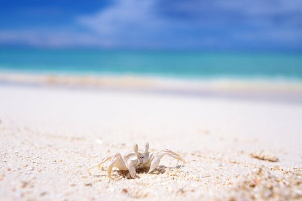 El cangrejo blanco camina por la orilla de arena