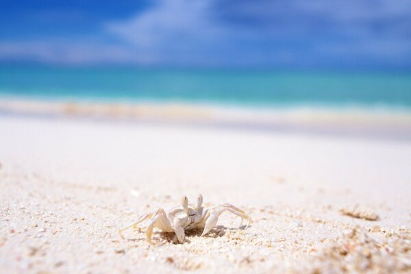 Crabe blanc marche sur la plage de sable