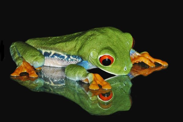 Ein leuchtend grüner Frosch schaut auf sein Spiegelbild