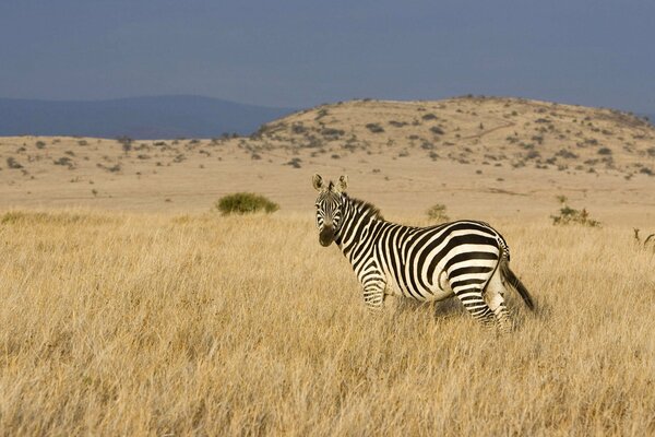 Lonely zebra on the background of steppe and valley