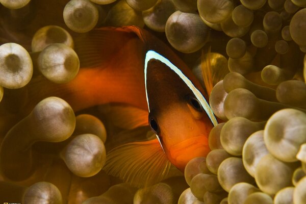 Ein seltsames Bild mit einem Fisch, der einen traurigen Blick hat