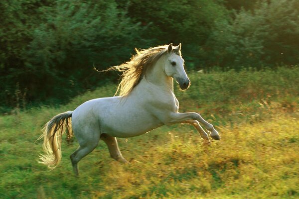 Cavallo bianco che cavalca nel prato