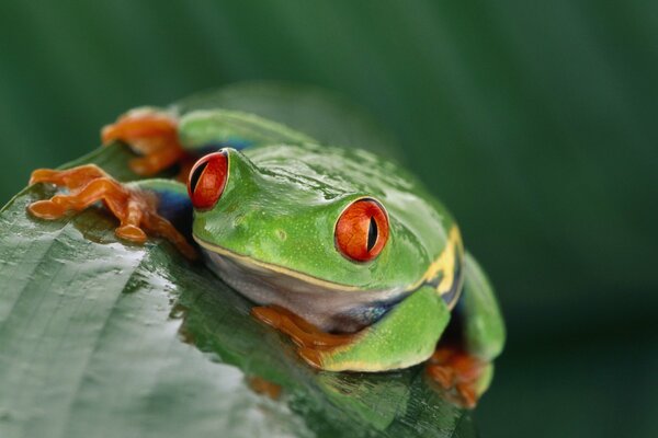 Una rana verde con ojos rojos se sienta en una hoja
